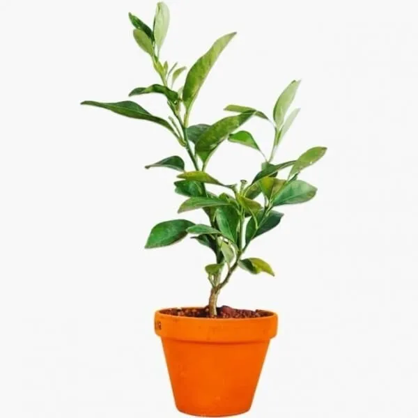 Sweet_Mosambi_Lemon_Plant_(Hybrid)_For_Outdoor_With_Grow_Bag
