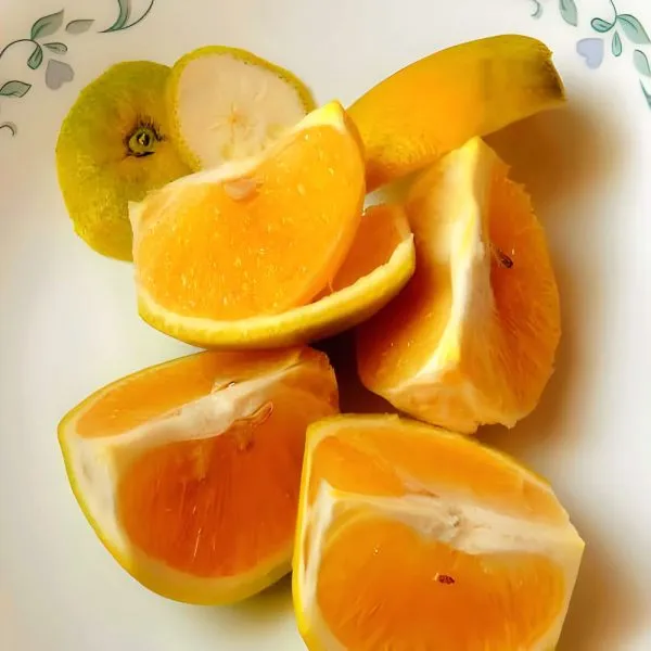 Sweet_Mosambi_Lemon_Plant_(Hybrid)_For_Outdoor_With_Grow_Bag
