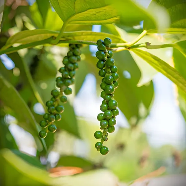 Black_Pepper_Plant__(Hybrid)_For_Outdoor