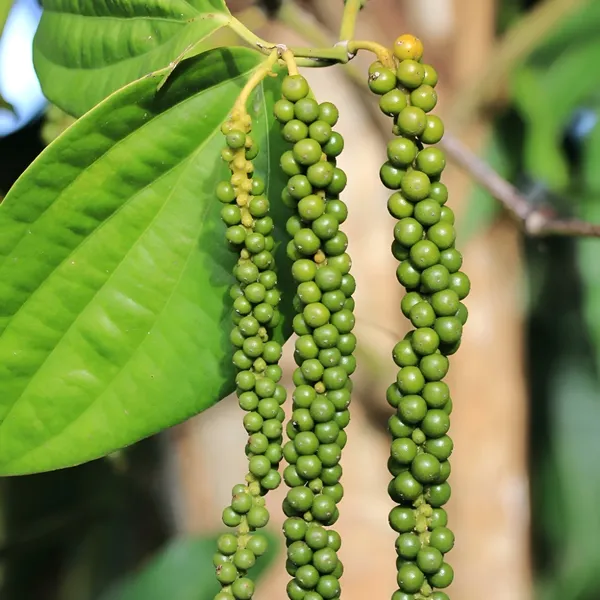 Black_Pepper_Plant__(Hybrid)_For_Outdoor