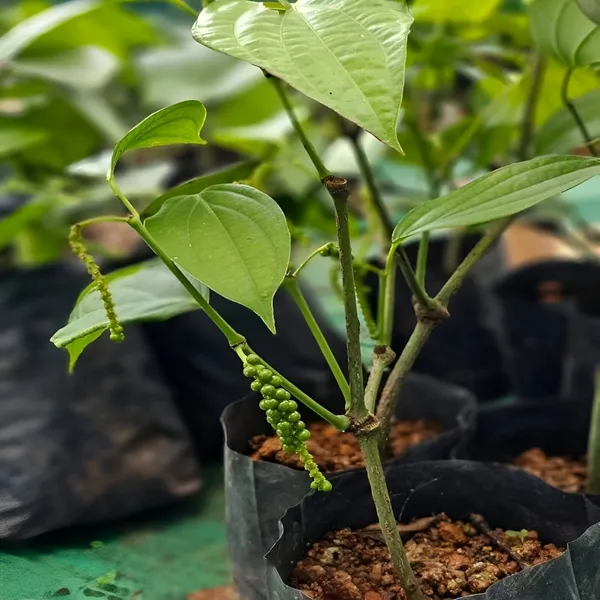 Black_Pepper_Plant__(Hybrid)_For_Outdoor