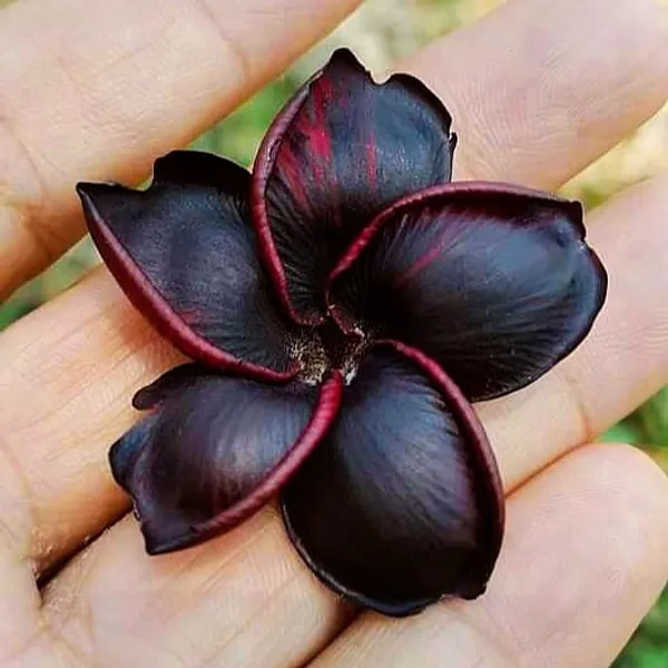 Black_Plumeria_(Frangipani)_Rare_Exotic_Flowering_Plant