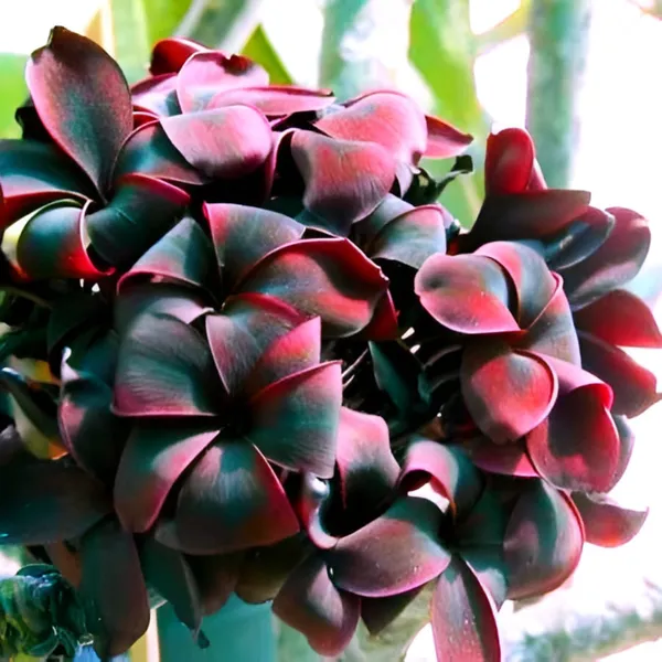 Black_Plumeria_(Frangipani)_Rare_Exotic_Flowering_Plant