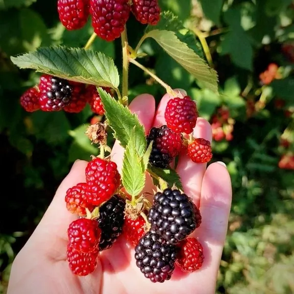 Blackberry_Fruit_Plant__For_Outdoor_|_With_Grow_Bag_|_Hybrid