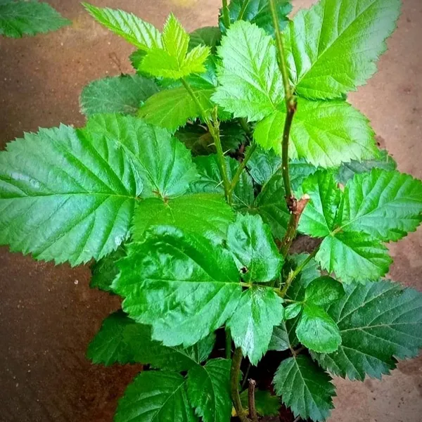 Blackberry_Fruit_Plant__For_Outdoor_|_With_Grow_Bag_|_Hybrid