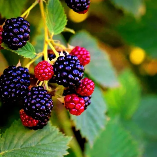 Blackberry_Fruit_Plant__For_Outdoor_|_With_Grow_Bag_|_Hybrid