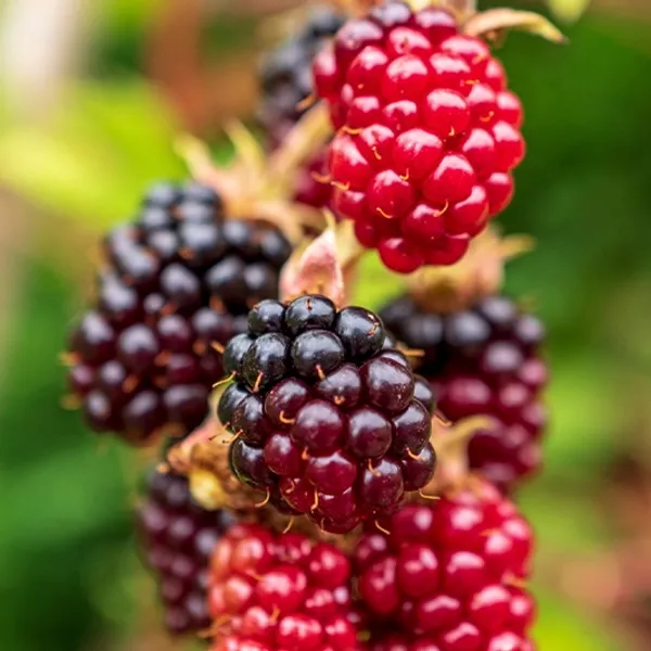 Blackberry_Fruit_Plant__For_Outdoor_|_With_Grow_Bag_|_Hybrid