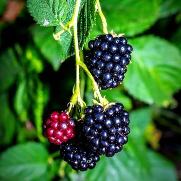 Blackberry_Fruit_Plant__For_Outdoor_|_With_Grow_Bag_|_Hybrid