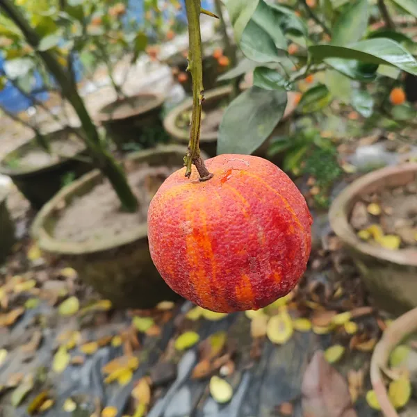 Blood_Orange_Plant_Hybrid_Pack_Of_-_1