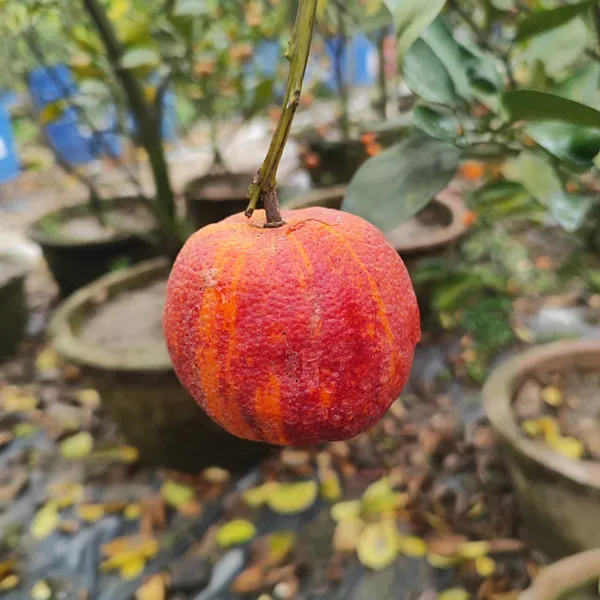 Blood_Orange_Plant_Hybrid_Pack_Of_-_1