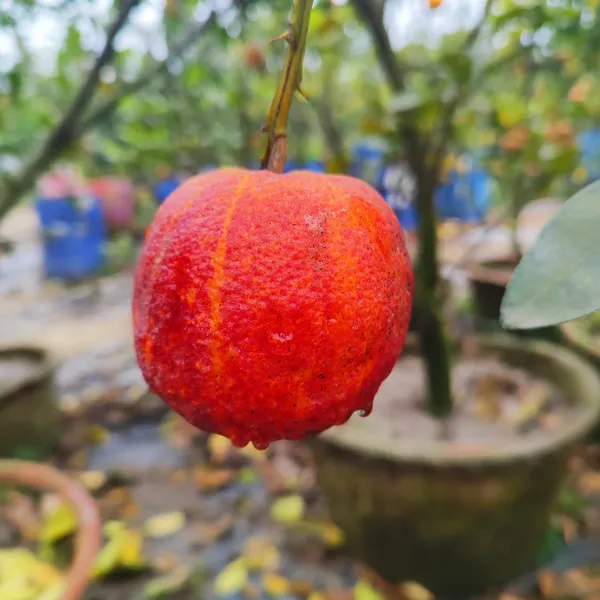 Blood_Orange_Plant_Hybrid_Pack_Of_-_1