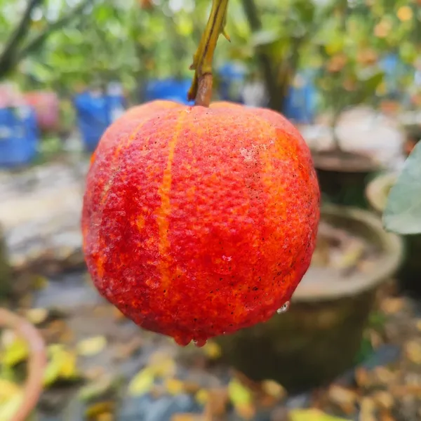 Blood_Orange_Plant_Hybrid_Pack_Of_-_1