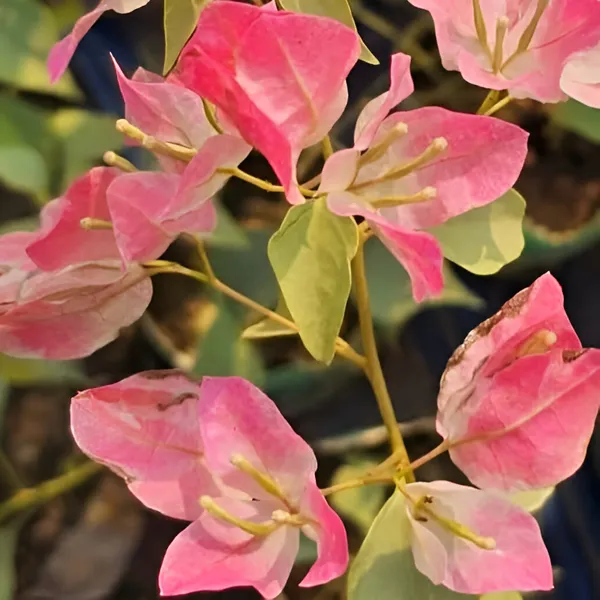 Bougainvillea_Flower_Plant_(Hybrid)_For_Outdoor_With_Grow_Bag