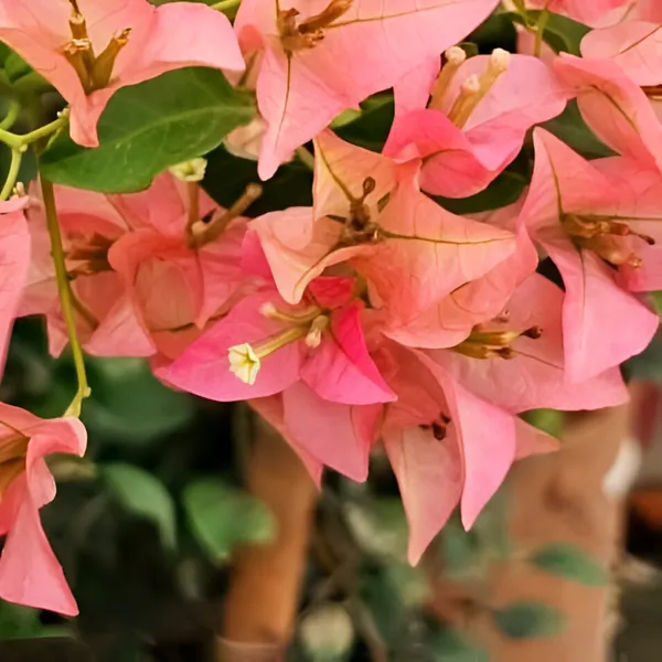 Bougainvillea_Flower_Plant_(Hybrid)_For_Outdoor_With_Grow_Bag