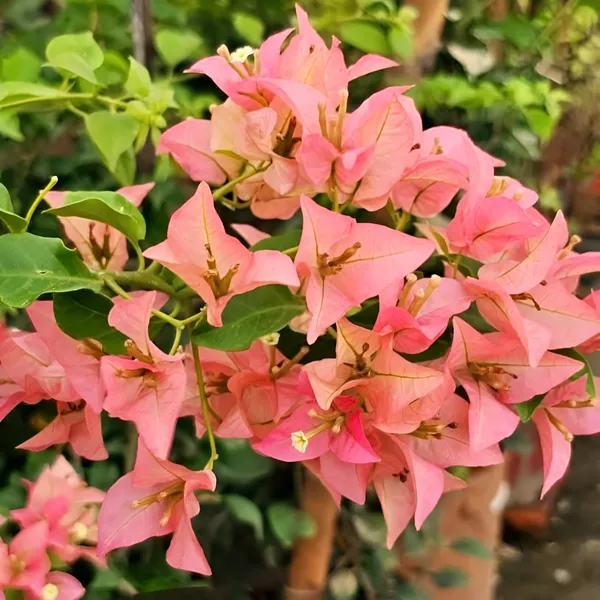 Bougainvillea_Flower_Plant_(Hybrid)_For_Outdoor_With_Grow_Bag