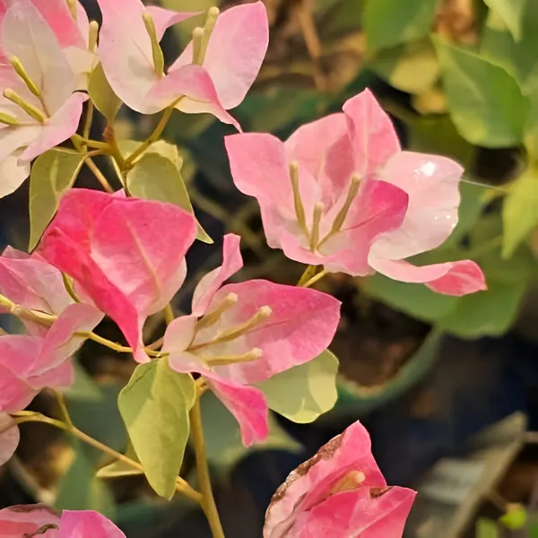 Bougainvillea_Flower_Plant_(Hybrid)_For_Outdoor_With_Grow_Bag