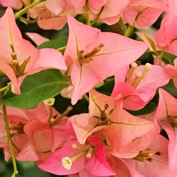 Bougainvillea_Flower_Plant_(Hybrid)_For_Outdoor_With_Grow_Bag