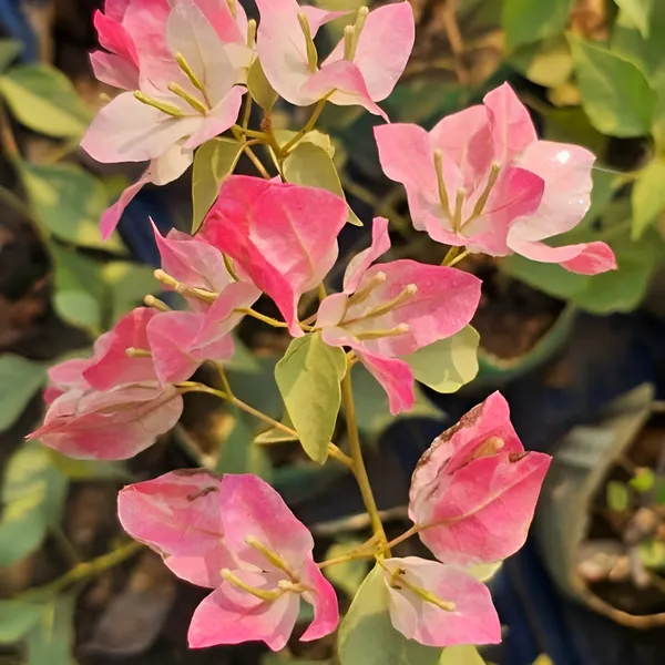 Bougainvillea_Flower_Plant_(Hybrid)_For_Outdoor_With_Grow_Bag