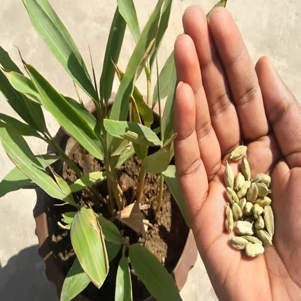 Cardamom_(Elaichi)_Plant__Tropical_Spice_Plant