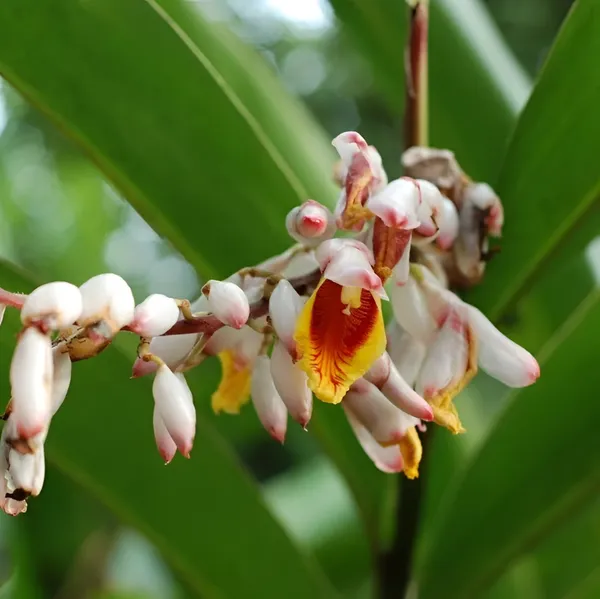 Cardamom_(Elaichi)_Plant__Tropical_Spice_Plant