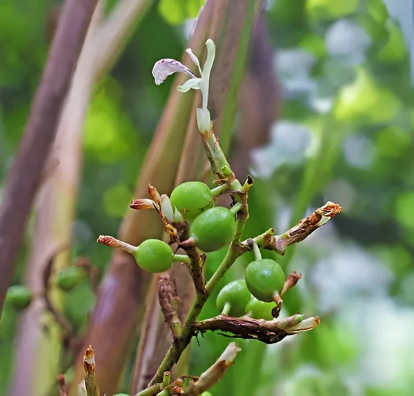 Cardamom_(Elaichi)_Plant__Tropical_Spice_Plant
