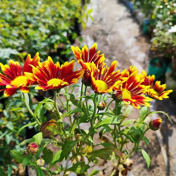 Chandramallika_|_Chrysanthemum_Flower_Plant_White__(Hybrid)_For_With_Grow_Bag