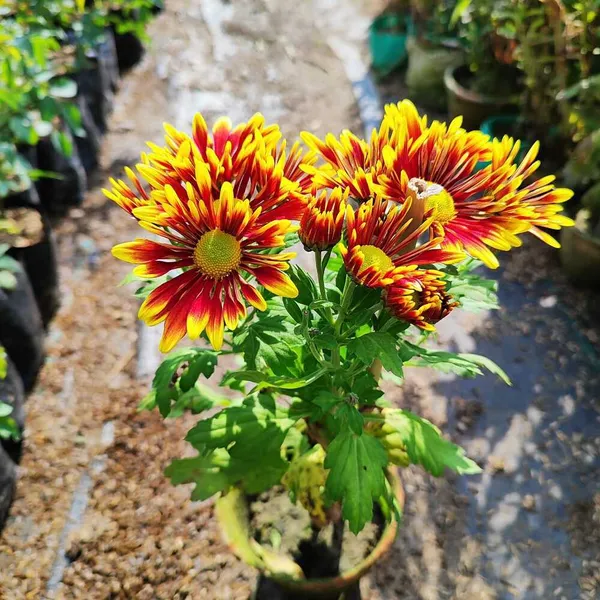Chandramallika_|_Chrysanthemum_Flower_Plant_White__(Hybrid)_For_With_Grow_Bag