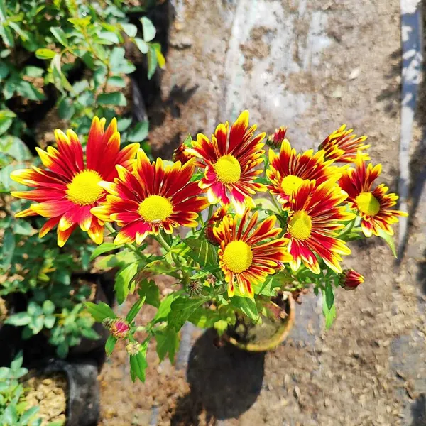 Chandramallika_|_Chrysanthemum_Flower_Plant_White__(Hybrid)_For_With_Grow_Bag