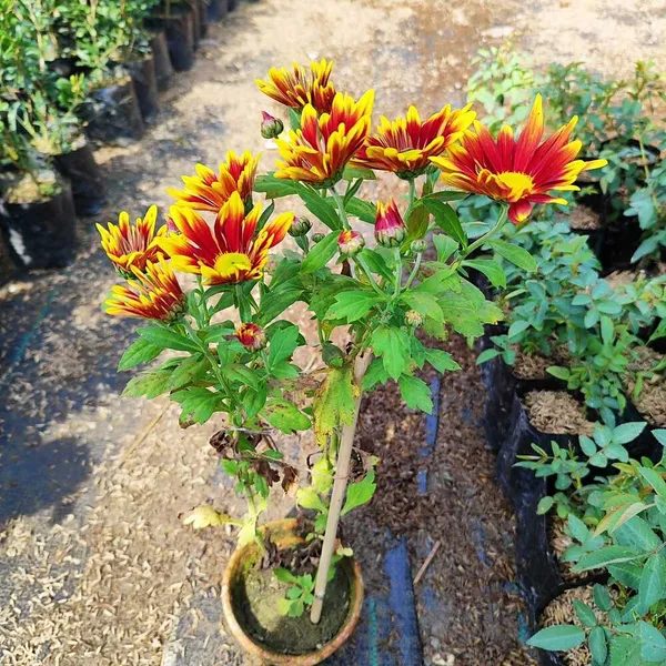 Chandramallika_|_Chrysanthemum_Flower_Plant_White__(Hybrid)_For_With_Grow_Bag
