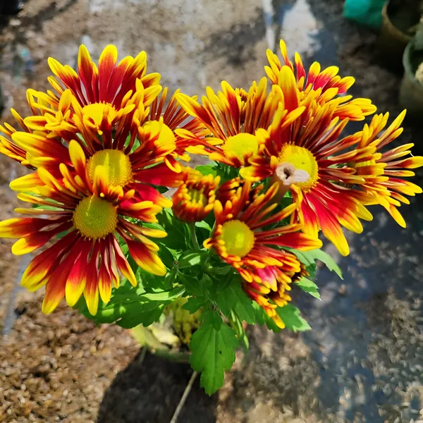 Chandramallika_|_Chrysanthemum_Flower_Plant_White__(Hybrid)_For_With_Grow_Bag