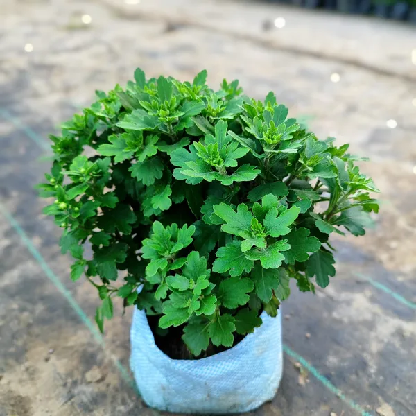 Chandramallika_|_Chrysanthemum_Flower_Plant_White__(Hybrid)_For_With_Grow_Bag