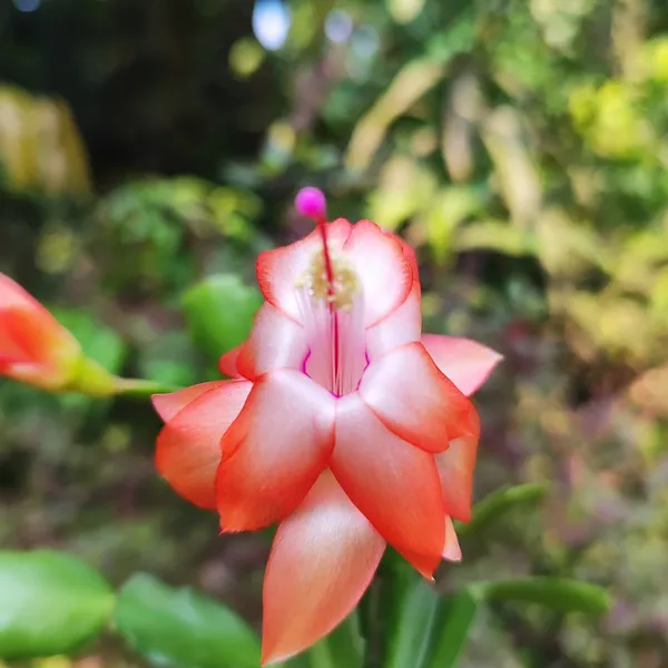 Christmas_Cactus_(Schlumbergera)__Exotic_Winter-Blooming_Houseplant_Pack_Of_-_1