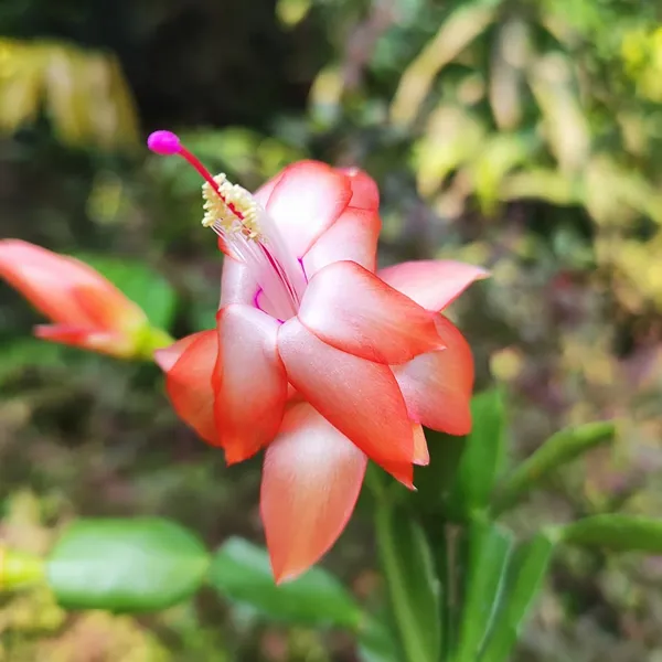 Christmas_Cactus_(Schlumbergera)__Exotic_Winter-Blooming_Houseplant_Pack_Of_-_1
