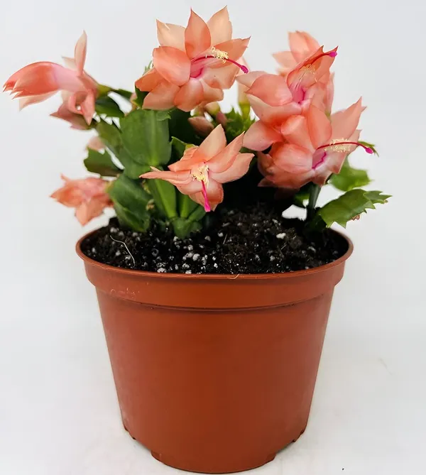 Christmas_Cactus_(Schlumbergera)__Exotic_Winter-Blooming_Houseplant_Pack_Of_-_1