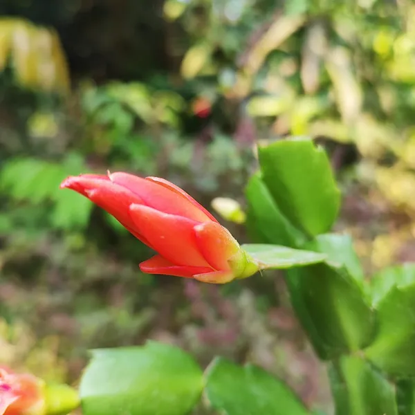 Christmas_Cactus_(Schlumbergera)__Exotic_Winter-Blooming_Houseplant_Pack_Of_-_1