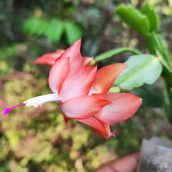 Christmas_Cactus_(Schlumbergera)__Exotic_Winter-Blooming_Houseplant_Pack_Of_-_1