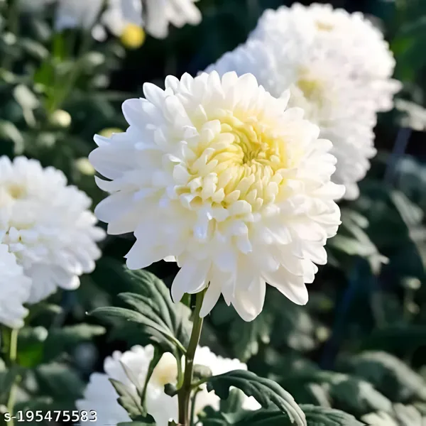 Chrysanthemum_Elegant_White_Premium_Blooming_Plant_(Chandramallika)_Pack_Of__-_1