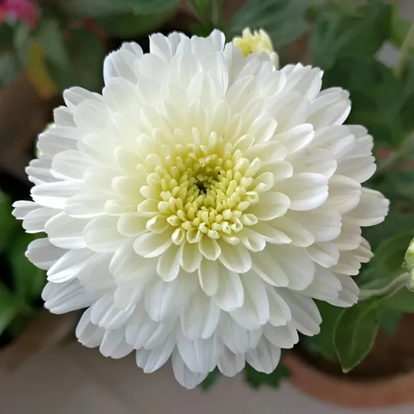 Chrysanthemum_Elegant_White_Premium_Blooming_Plant_(Chandramallika)_Pack_Of__-_1