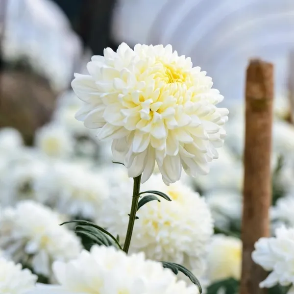 Chrysanthemum_Elegant_White_Premium_Blooming_Plant_(Chandramallika)_Pack_Of__-_1
