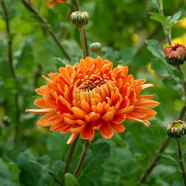 Chrysanthemum_Plant_(Chandramallika)_Pack_Of__-_1