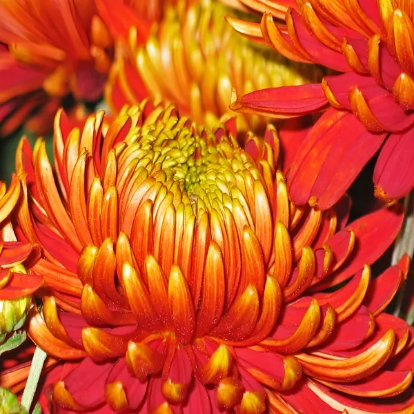 Chrysanthemum_Plant_(Chandramallika)_Pack_Of__-_1