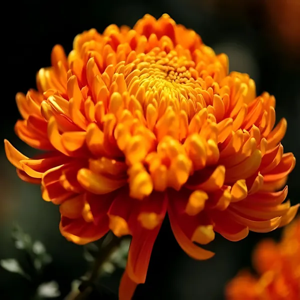 Chrysanthemum_Plant_(Chandramallika)_Pack_Of__-_1