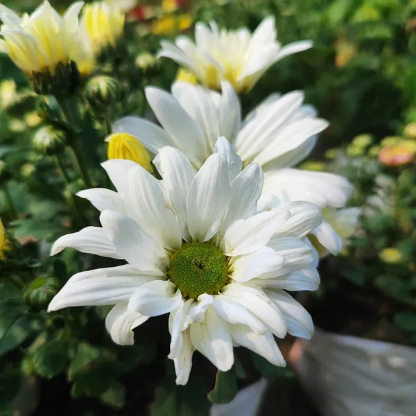 Chrysanthemum_White_Premium_Blooming_Plant_(Chandramallika)_Pack_Of__-_1