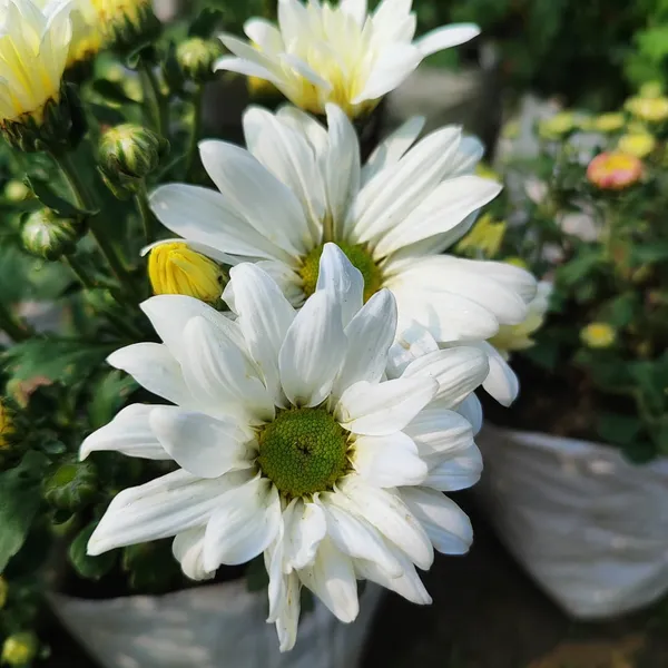 Chrysanthemum_White_Premium_Blooming_Plant_(Chandramallika)_Pack_Of__-_1