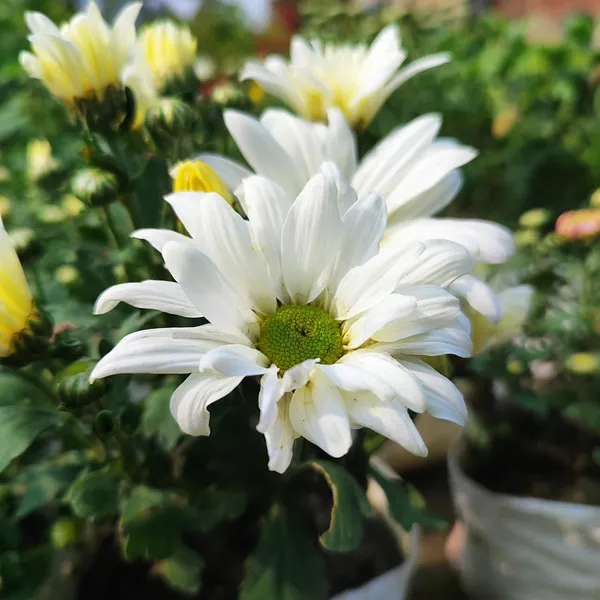 Chrysanthemum_White_Premium_Blooming_Plant_(Chandramallika)_Pack_Of__-_1