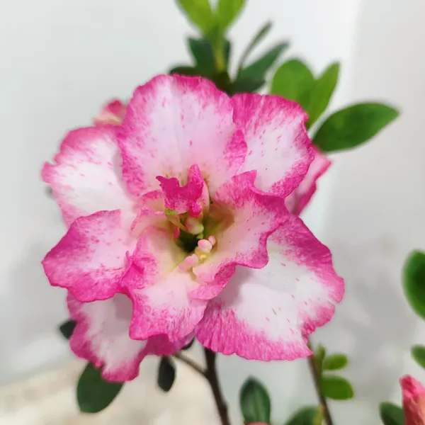 Classic_Bicolor_Azalea__Soft_Pink_&_White_Flower_Plant_Pack_Of_-_1