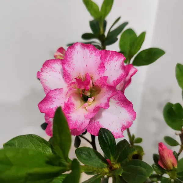 Classic_Bicolor_Azalea__Soft_Pink_&_White_Flower_Plant_Pack_Of_-_1