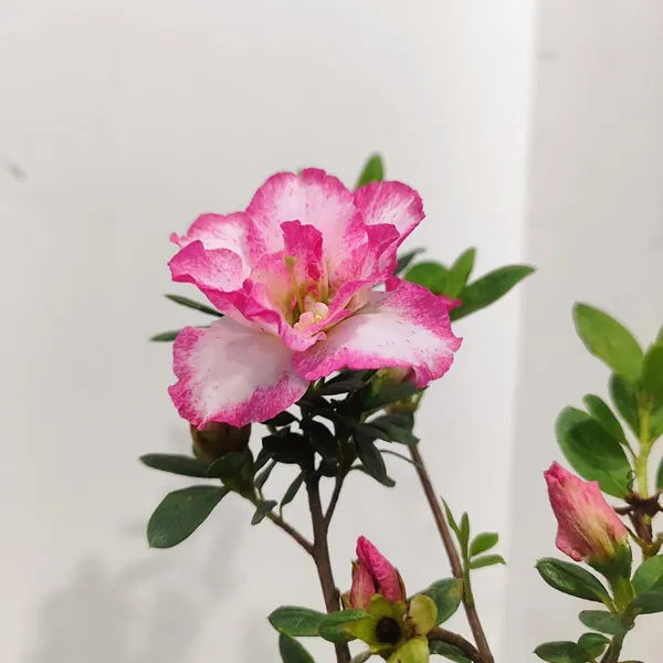 Classic_Bicolor_Azalea__Soft_Pink_&_White_Flower_Plant_Pack_Of_-_1