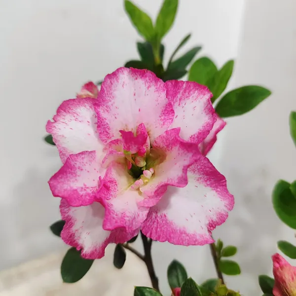Classic_Bicolor_Azalea__Soft_Pink_&_White_Flower_Plant_Pack_Of_-_1