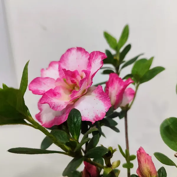 Classic_Bicolor_Azalea__Soft_Pink_&_White_Flower_Plant_Pack_Of_-_1